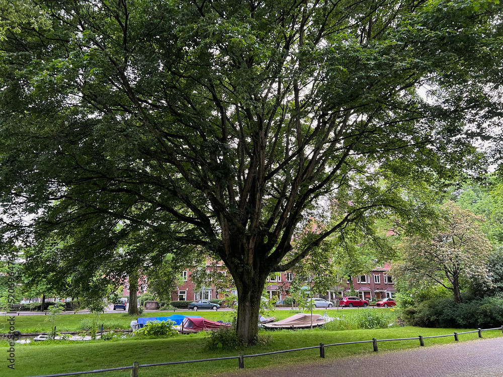 Beautiful big tree with green leaves near city canal