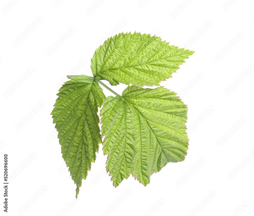 Fresh green raspberry leaves isolated on white Fresh green raspberry leaves isolated on white