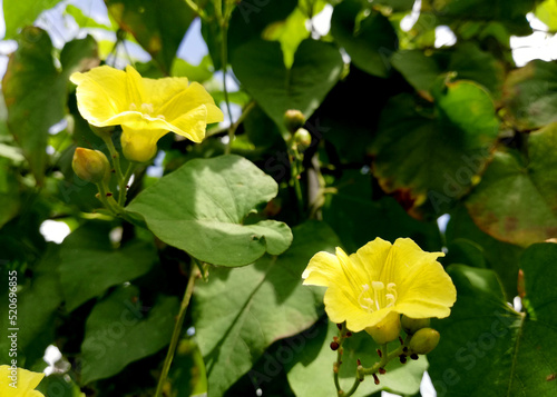 Tropical wild fruit plant names "Rambusa" growth wild at the nature