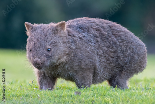 Common wombat (Vombatus ursinus), native Australian marsupial