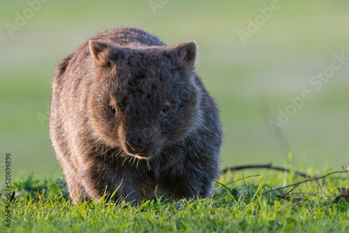 Common wombat grazing in the evening, NSW, Australia