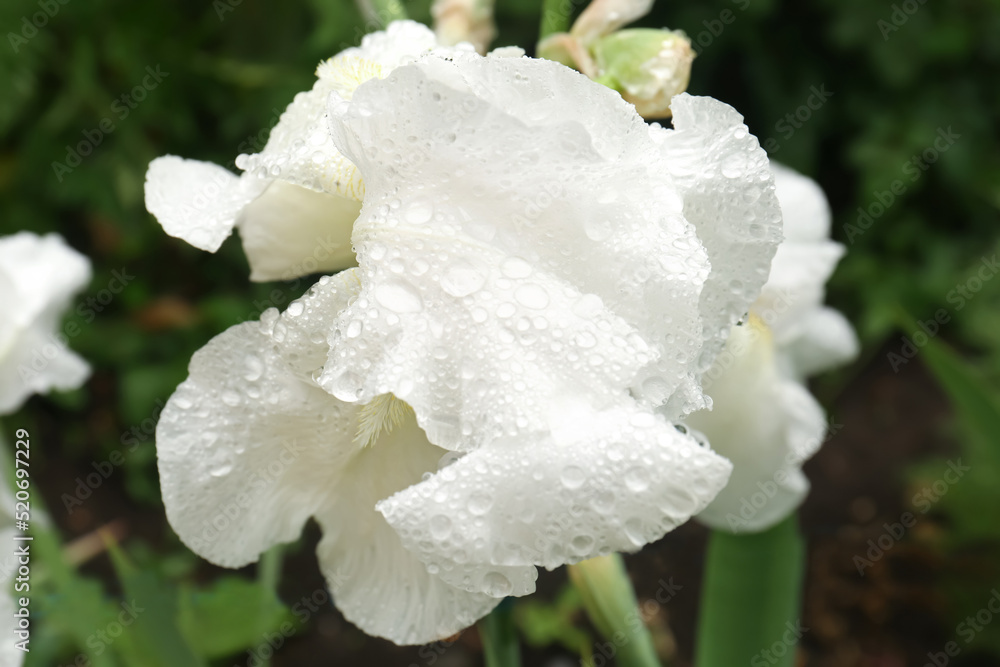 Beautiful white iris flower with dew drops outdoors, closeup Beautiful white iris flower with dew drops outdoors, closeup