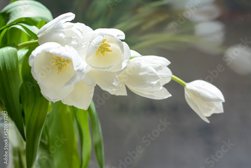 Fototapeta Naklejka Na Ścianę i Meble -  Bouquet of beautiful white tulip flowers near window indoors, closeup