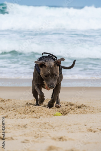 Pit Bull dog playing on the beach. Having fun with the ball and digging a hole in the sand. Partly cloudy day. Selective focus