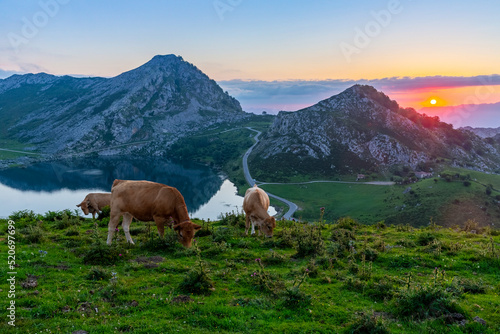 Picturesque rocky landscape and cows grazing in highland pastures above lakes of Covadonga at sunset, Asturias, Spain..