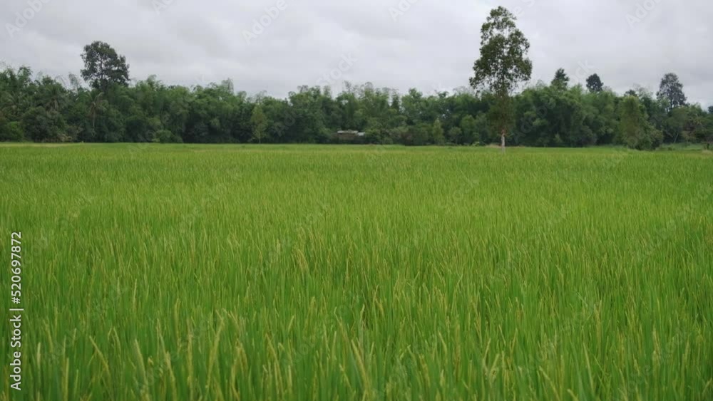 video on tripod Green rice fields with seeds and leaves fluttering in the wind. Gives a feeling of freshness in the rainy season video on tripod Green rice fields with seeds and leaves fluttering in the wind. Gives a feeling of freshness in the rainy season