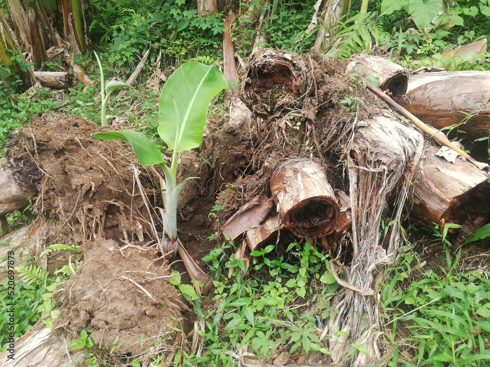 Fototapeta premium Banana tree growth fresh on banana plantation