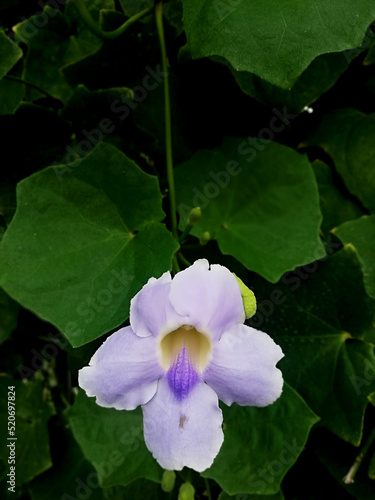 Purple flower growth fresh on the fence © Wayan Suarnaya
