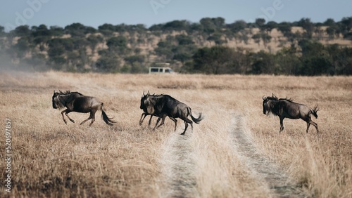 Fototapeta Naklejka Na Ścianę i Meble -  herd of wildebeests running