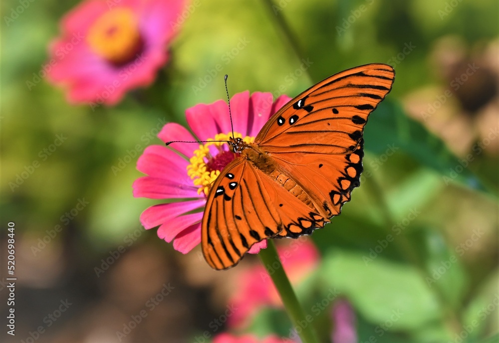 Monarch Posing Monarch Posing
