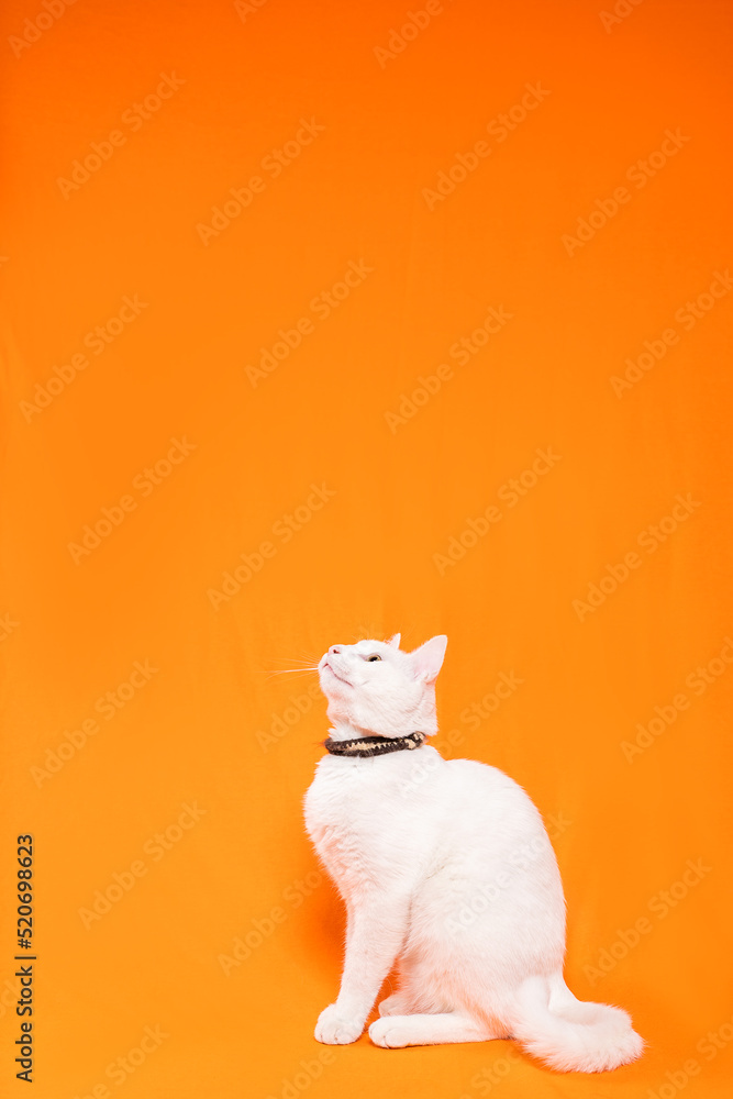 Portrait of young white cat on orange background. playful naughty looks