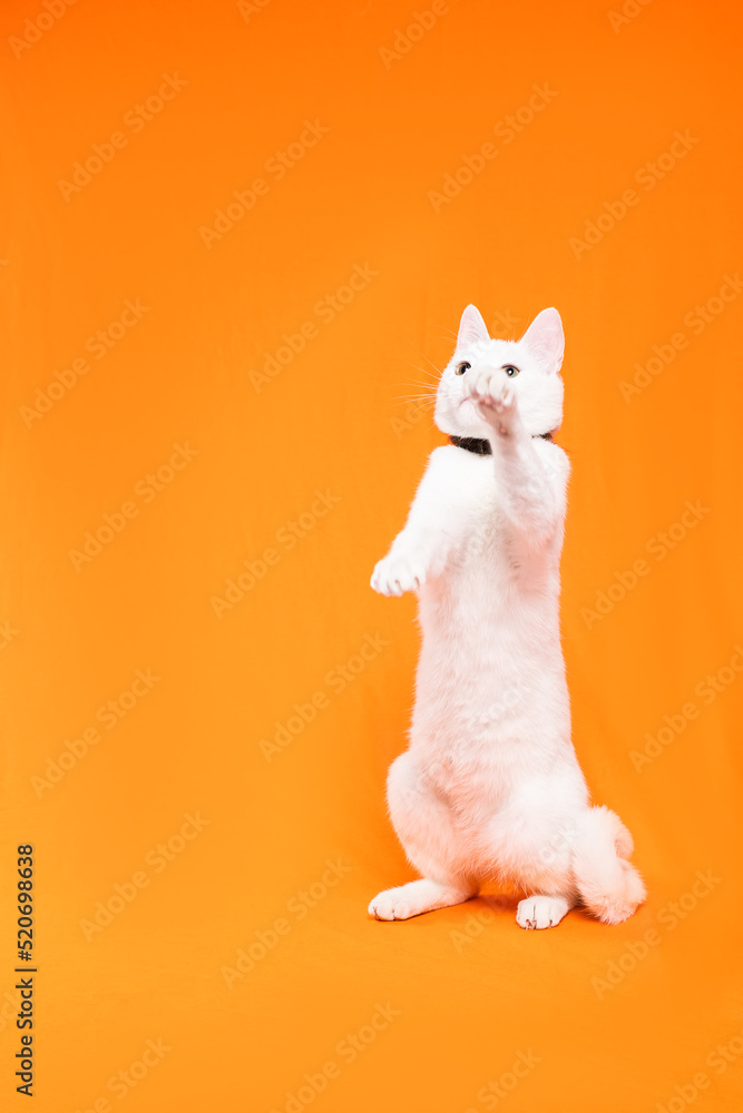 Portrait of young white cat on orange background. playful naughty looks