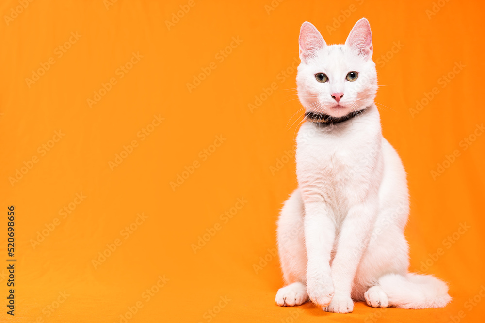 Portrait of young white cat on orange background. playful naughty looks Portrait of young white cat on orange background. playful naughty looks