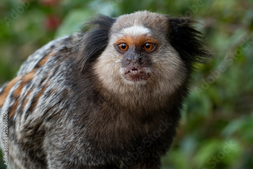 Monkey looking at Me. Close up of a Black-tufted marmoset, Atlantic Forest, Brazil