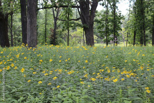 Woodland sunflowers in a savanna at Somme Prairie Grove in Northbrook  Illinois