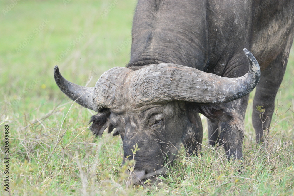 Naklejka premium Cape Buffalo in Serengeti, Tanzania, Africa