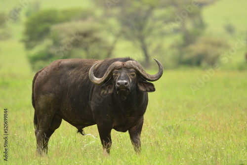 Cape Buffalo in Serengeti  Tanzania  Africa