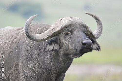 Cape Buffalo in Serengeti  Tanzania  Africa