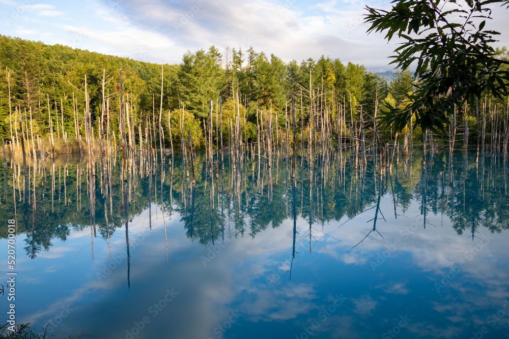 水面に映る雑木林
