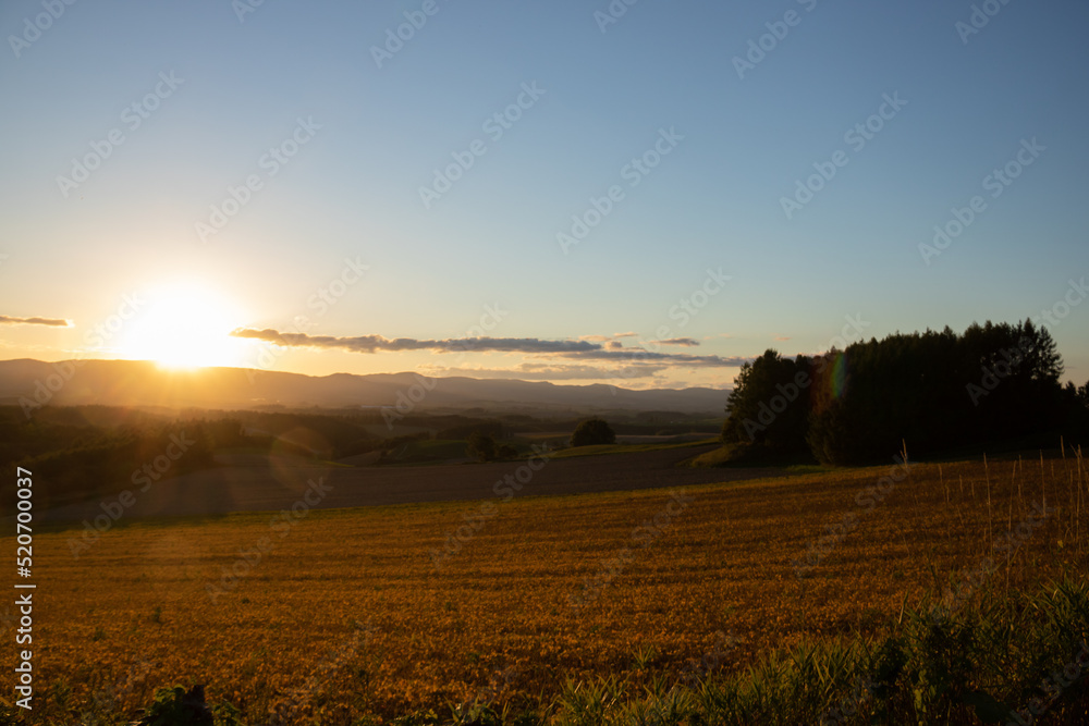 夕日に輝く丘の畑
