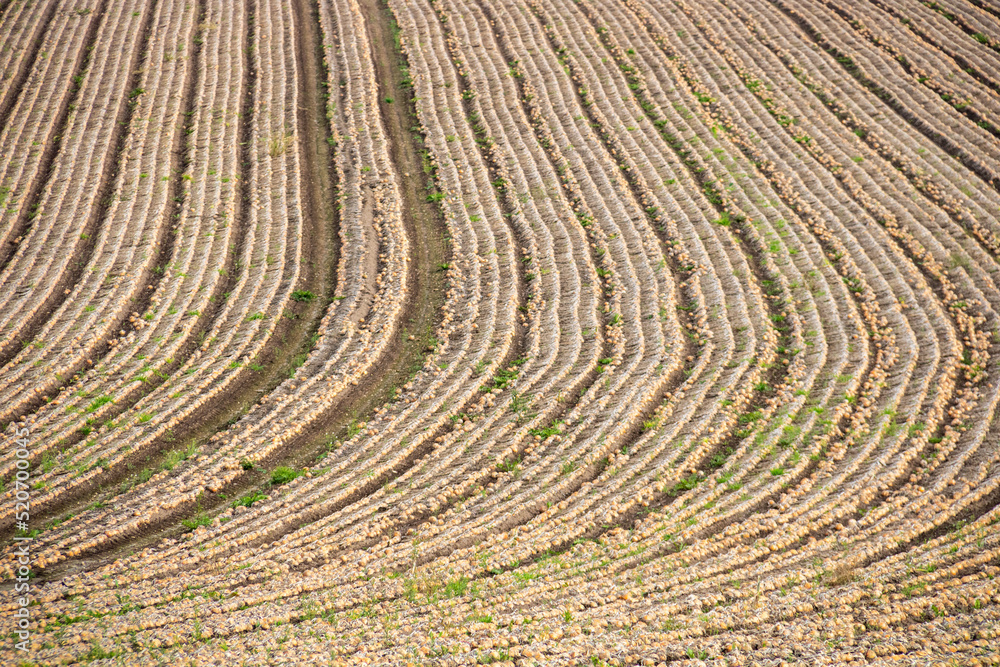 収穫前の玉ねぎ畑
