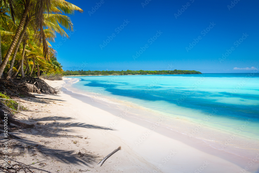 Tropical paradise: idyllic caribbean beach with palm trees, Punta Cana, Saona
