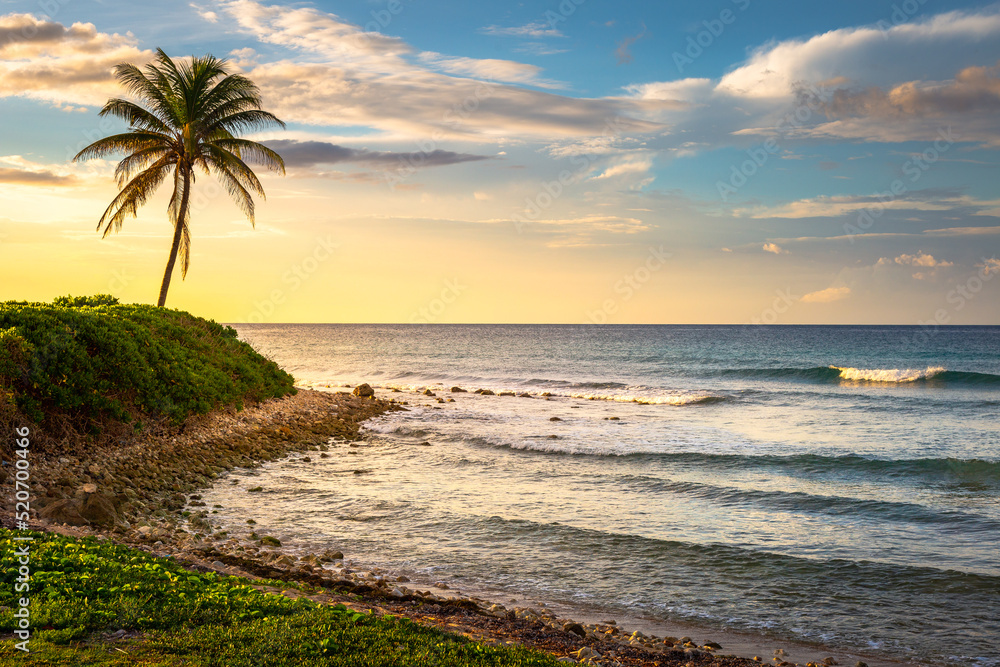 Tropical paradise: caribbean beach with single palm tree, Montego Bay, Jamaica Tropical paradise: caribbean beach with single palm tree, Montego Bay, Jamaica
