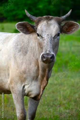 portrait of a cow © Leslie
