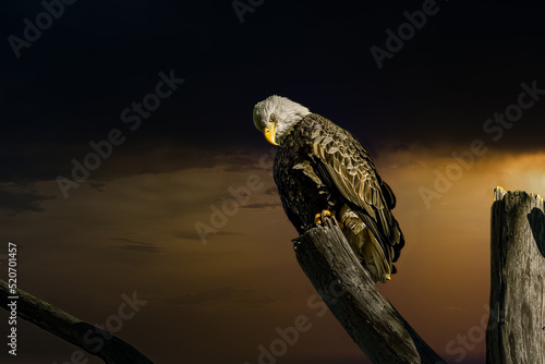 2022-08-01 A MATURE BALD EAGLE PERCHED ON A DEAD TREE LOOKNG DOWN WITH NICE PLUMAGE AND A STORMY DARK SKY INTHE BACKGROUND photo