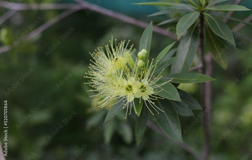 Golden Penda, Expo Gold, Xanthostemon chrysanthus. Yellow flower have many leaves is blur background. Golden Penda, Expo Gold, Xanthostemon chrysanthus. Yellow flower have many leaves is blur background.