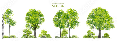 Vector watercolor of tree side view isolated on white background for landscape  and architecture drawing  elements for environment and garden  painting botanical for section 