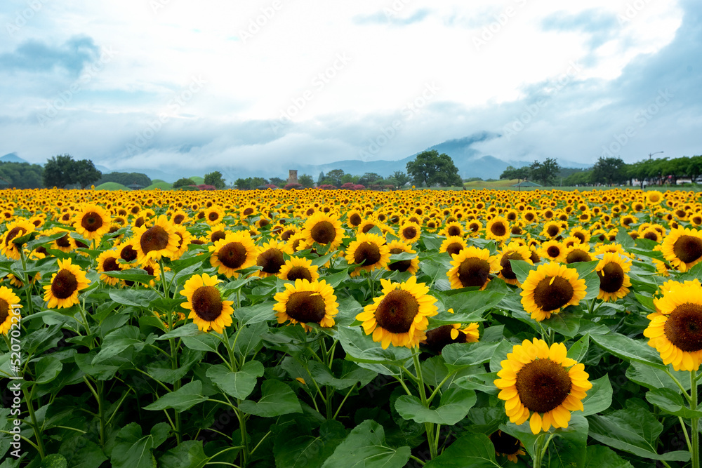Fototapeta premium 들판에 활짝핀 해바라기 sunflowers blooming in the field
