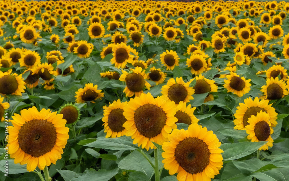 들판에 활짝핀 해바라기
sunflowers blooming in the field 들판에 활짝핀 해바라기
sunflowers blooming in the field