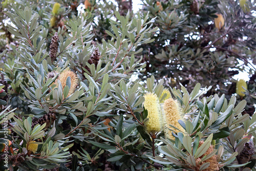 yellow flowers on banksia tree photo