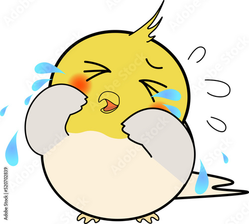 泣く可愛いオカメインコ