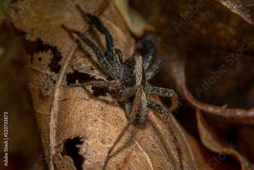 Top view of a Wolf Spider  Subfamily Lycosinae  skittering across the litter of the forest floor. Raleigh  North Carolina.
