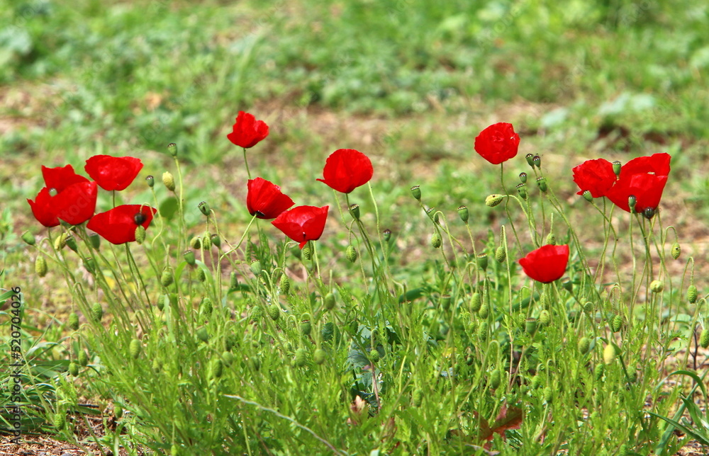 Summer flowers in a city park in northern Israel. Summer flowers in a city park in northern Israel.
