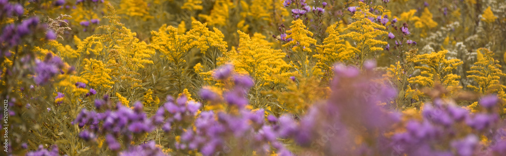 Purple asters and yellow goldenrod in the fall wildflowers background web banner Purple asters and yellow goldenrod in the fall wildflowers background web banner