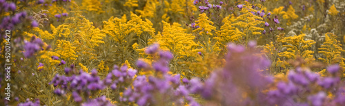 Принти на полотні Purple asters and yellow goldenrod in the fall wildflowers background web banner