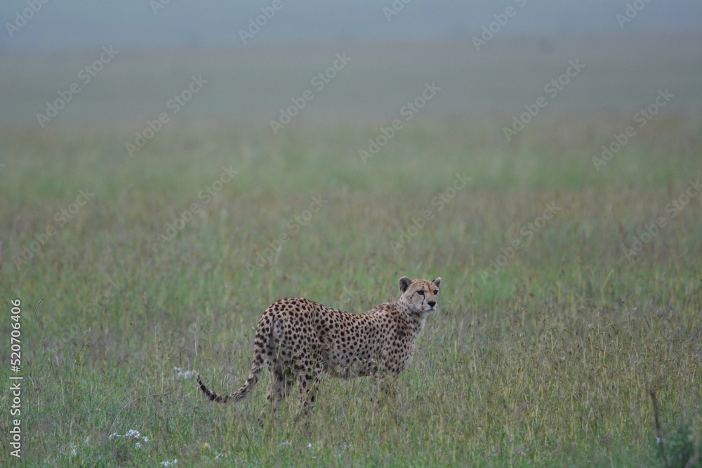 Beautiful Cheetah in the Serengeti, Tanzania, Africa Beautiful Cheetah in the Serengeti, Tanzania, Africa