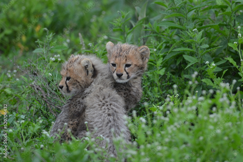 Obraz premium Beautiful Cheetah in the Serengeti, Tanzania, Africa