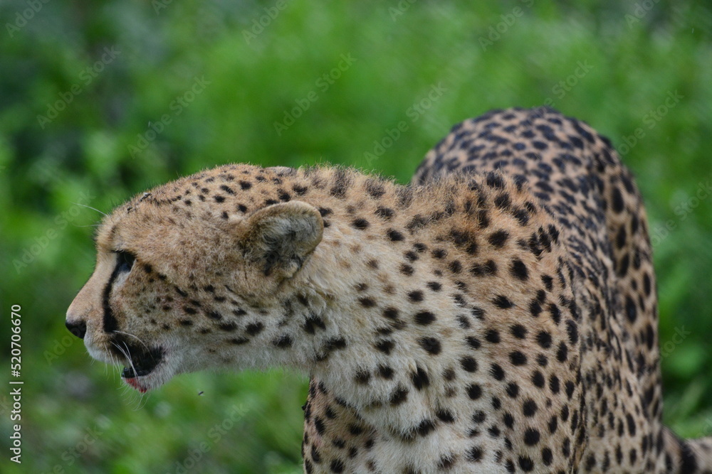 Beautiful Cheetah in the Serengeti, Tanzania, Africa Beautiful Cheetah in the Serengeti, Tanzania, Africa