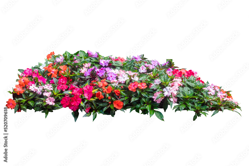 flower plant isolated on white with path flower plant isolated on white with path