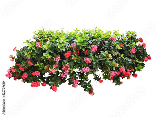 flower plant isolated on white with path