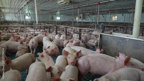 View inside factory pig farm. Hog and swine industry. Animals in cramped cages raised for meat.