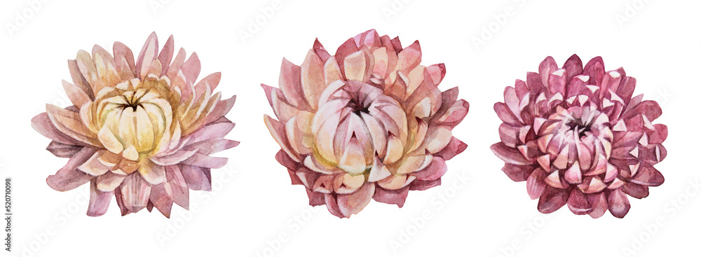 Set watercolor boho dry flower isolated on white background. Hand-drawn pink yellow herbarium plant for wedding celebration card. Creative clipart for wallpaper wrapping sketchbook, decor interior