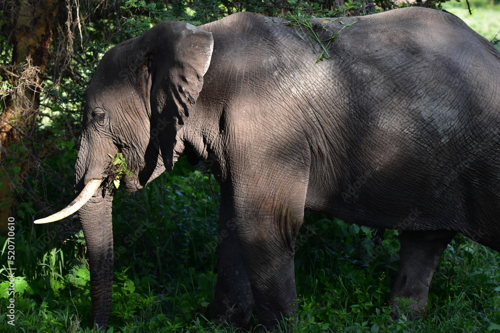 Fototapeta premium elephant, family, herd, king, large, animal, wild, wildlife, safari, mammal, nature, grass, africa, tanzania, serengeti, animals, green, spring