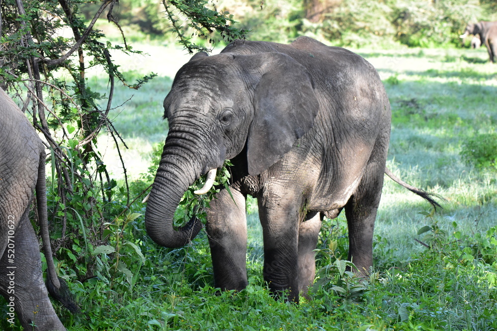 African Elephants in Serentegti, tanzania