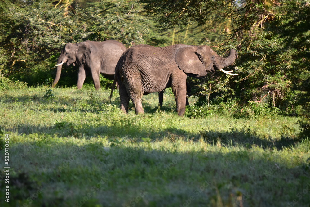 Fototapeta premium African Elephants in Serentegti, tanzania