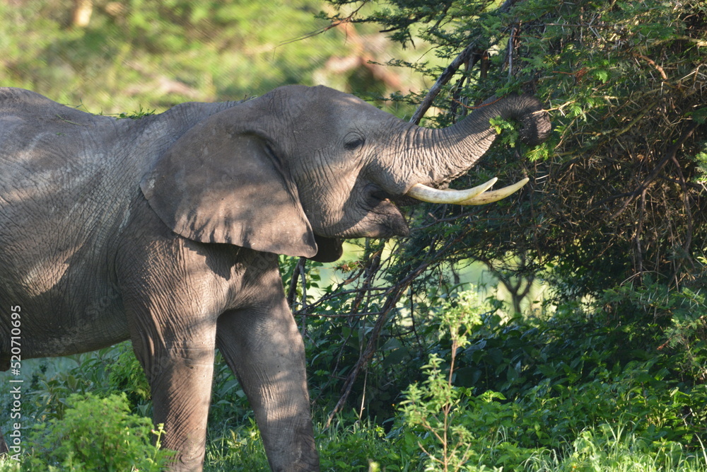 Fototapeta premium elephant, family, herd, king, large, animal, wild, wildlife, safari, mammal, nature, grass, africa, tanzania, serengeti, animals, green, spring
